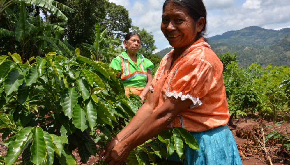 A smallholder woman farmer on her plot